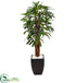 Silk Plants Direct Raphis Plam Tree - Pack of 1