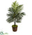 Silk Plants Direct Kentia Palm Tree - Pack of 1