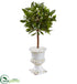 Silk Plants Direct Sweet Bay Mini Topiary Tree - Pack of 1