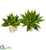 Silk Plants Direct Agave Succulent Plant - Pack of 1