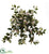 Silk Plants Direct Hoya Hanging Bush - Pack of 1