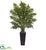 Silk Plants Direct Evergreen Plant - Pack of 1
