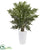Silk Plants Direct Evergreen Plant - Pack of 1