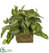 Silk Plants Direct NephthytisPlant - Pack of 1