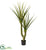 Silk Plants Direct Yucca Artificial Plant - Pack of 1