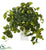 Silk Plants Direct Pothos Artificial Plant - Pack of 1