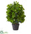 Silk Plants Direct Ficus Artificial Tree - Pack of 1