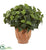 Silk Plants Direct Pothos Artificial Plant - Pack of 1