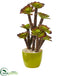 Silk Plants Direct Echeveria Succulent Artificial Plant - Pack of 1