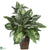 Silk Plants Direct Mixed Greens Zebra - Green - Pack of 1