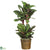 Silk Plants Direct Maranta - Green - Pack of 1