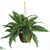 Silk Plants Direct Boston Fern Silk Hanging Basket - Green - Pack of 1