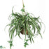 Silk Plants Direct Spider Hanging Basket - Green - Pack of 1