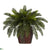 Silk Plants Direct Double Cycas - Green - Pack of 1