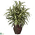 Silk Plants Direct Aglonema - Green - Pack of 1