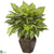 Silk Plants Direct Dieffenbachia - Green - Pack of 1