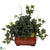 Silk Plants Direct Puff Ivy - Green - Pack of 1