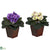 Silk Plants Direct African Violet - Purple & Cream/Pink - Pack of 2