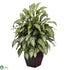 Silk Plants Direct Silver Queen - Green - Pack of 1