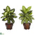Silk Plants Direct Dieffenbachia - Assorted - Pack of 2