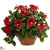 Silk Plants Direct Hibiscus - Pack of 1