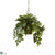 Silk Plants Direct Nepthytis Hanging Basket - Pack of 1