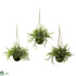 Silk Plants Direct Ruscus, Sedum & Springeri Hanging Basket - Pack of 1