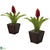 Bromeliad - Red - Pack of 2