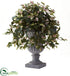 Silk Plants Direct Hoya - Pack of 1