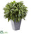 Silk Plants Direct Silver King - Pack of 1