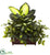 Silk Plants Direct Golden Dieffenbachia, Philo & Pothos - Pack of 1