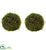 Silk Plants Direct Mohlenbechia Ball - Pack of 1