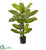 Silk Plants Direct Dieffenbachia Plant - Pack of 1