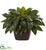 Silk Plants Direct Giant Birdsnest Fern - Pack of 1