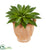Silk Plants Direct Giant Succulent Artificial Plant - Pack of 1