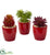 Silk Plants Direct Mixed Succulent Artificial Plant - Pack of 1