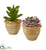 Silk Plants Direct Succulent Artificial Plant - Pack of 1