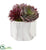 Silk Plants Direct Echeveria and Spike Agave Succulent Artificial Plant - Pack of 1