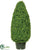 Boxwood Cone Topiary - Green - Pack of 1
