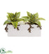 Silk Plants Direct Succulent Artificial Plant - Pack of 1