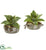 Silk Plants Direct Dusty Succulent Artificial Plant - Pack of 1