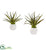 Silk Plants Direct Mini Aloe Succulent Artificial Plant - Pack of 1