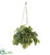 Silk Plants Direct Watermelon Peperomia Artificial Plant - Pack of 1