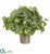Silk Plants Direct Peperomia Artificial Plant - Pack of 1