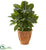 Silk Plants Direct Evergreen Artificial Plant - Pack of 1