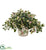 Silk Plants Direct Hoya Artificial Plant - Pack of 1