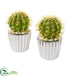 Silk Plants Direct Cactus Artificial Plant - Pack of 1