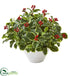 Silk Plants Direct Variegated Holly Leaf Artificial Plant - Pack of 1