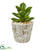 Silk Plants Direct Succulent Artificial Plant - Pack of 1