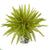Silk Plants Direct Fern Artificial Plant - Pack of 1